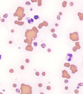 Formation MED001AB-L : Approche des affections immunologiques et hématologiques chez le chien et le chat au travers de cas cliniques NIVEAU 1-2