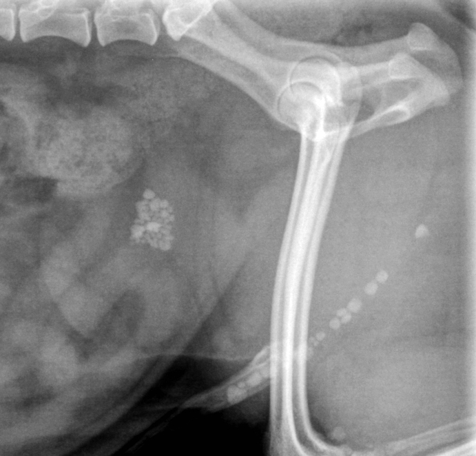 Formation CHIR3 : Chirurgies urinaires et hernie périnéale