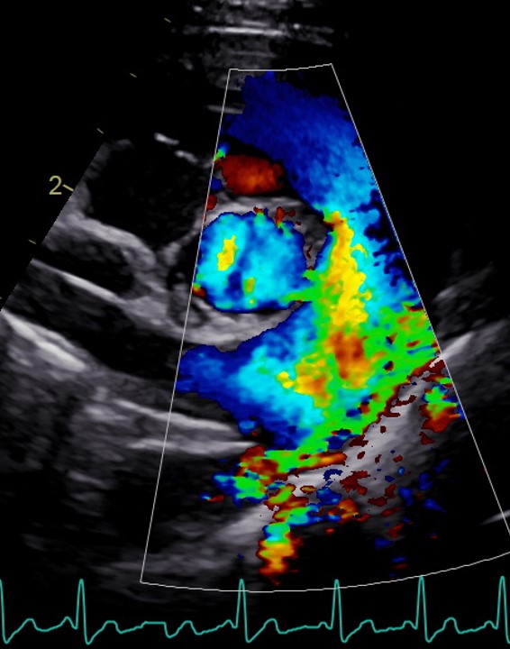 Formation CY-CAR : Cycle en cardiologie canine et féline : médecine et échocardiographie