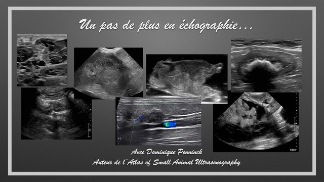 Formation EAP-ELITE : Module Echographie Abdominale Elite : Cas cliniques.