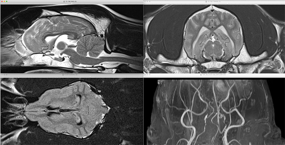 Formation NEUR : La neurologie en médecine canine et féline